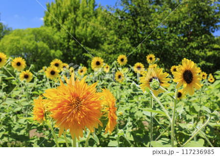 馬見丘陵公園 満開のひまわりと夏の花々 馬見丘陵公園 満開のひまわりと夏の花々 117236985