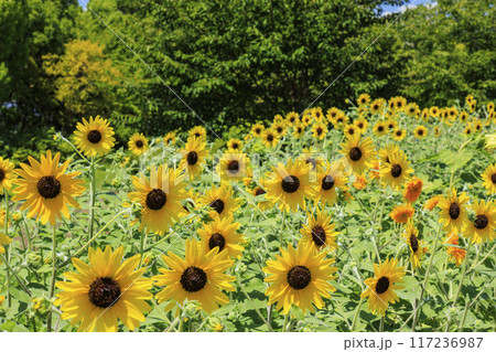 馬見丘陵公園 満開のひまわりと夏の花々 馬見丘陵公園 満開のひまわりと夏の花々 117236987