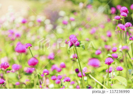 馬見丘陵公園　満開のひまわりと夏の花々 117236990