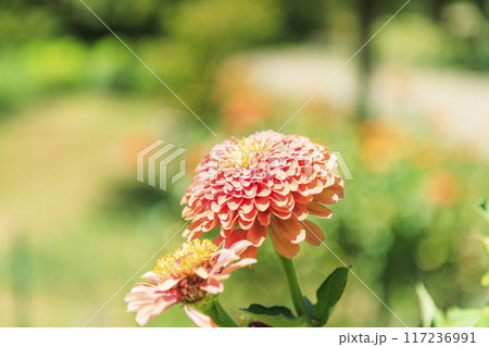 馬見丘陵公園　満開のひまわりと夏の花々 117236991