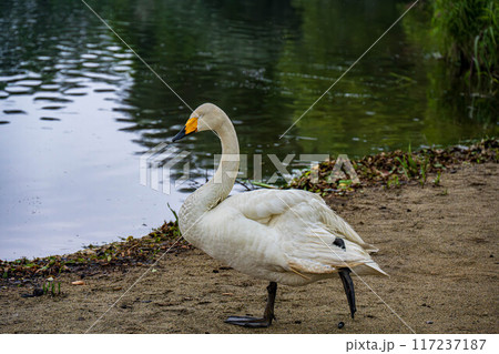 お休み中の白鳥 117237187