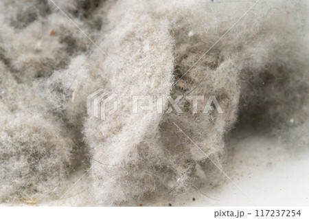 埃の塊のクローズアップ 埃の塊のクローズアップ 117237254