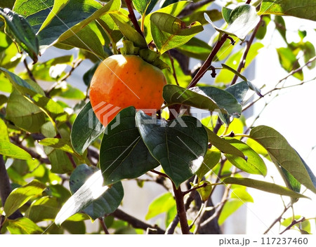 ripe apricot on a tree 117237460