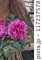 冬牡丹の花と藁囲い 117237578
