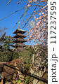 春の青空に映える桜と五重の塔 117237595