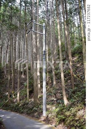 薄暗い林道の電柱 薄暗い林道の電柱 117237682