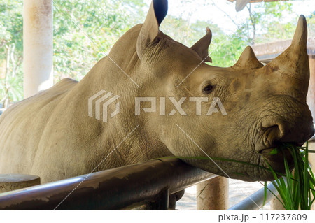 White rhinoceros eating grass at Khao Kheow Zoo in Thailand. Large, endangered animal feeding on vegetation provided by visitors to the conservation-focused zoo White rhinoceros eating grass at Khao Kheow Zoo in Thailand. Large, endangered animal feeding on vegetation provided by visitors to the conservation-focused zoo 117237809