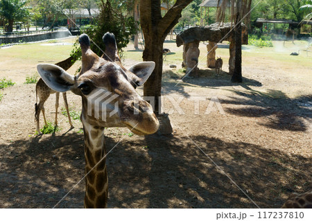 Close-up of a giraffe eating leaves in an park. Majestic, long-necked animal feeding on vegetation in its natural habitat 117237810