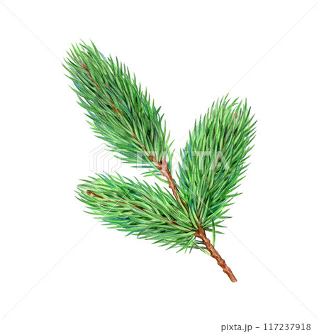Pine tree branch element painted illustration. Hand drawn evergreen conifer tree twig. Spruce branch with evergreen needles isolated on white background 117237918