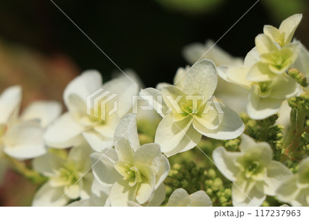 カシワバアジサイの花 117237963