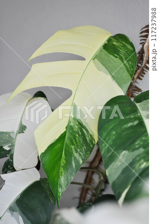 Epipremnum, Epipremnum Pinnatum Variegata or Epipremnum pinnatum variegated albo 117237988