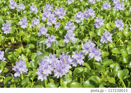 ホテイアオイの花 ホテイアオイの花 117238015