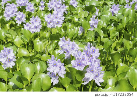 ホテイアオイの花 117238054
