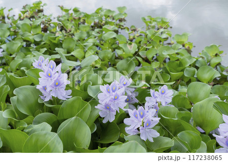 ホテイアオイの花 ホテイアオイの花 117238065