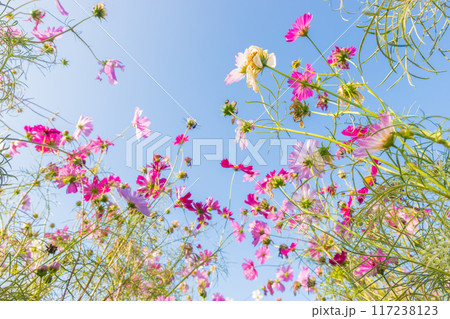 青空とコスモス畑（熊本県菊池市） 117238123