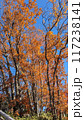 紅葉した木々と冬の空 117238141