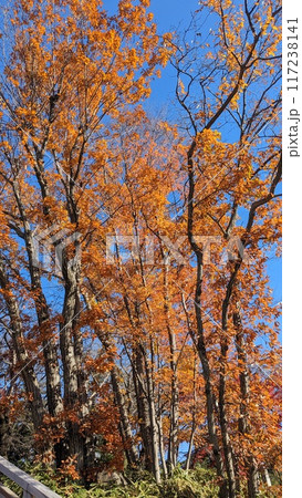 紅葉した木々と冬の空 117238141
