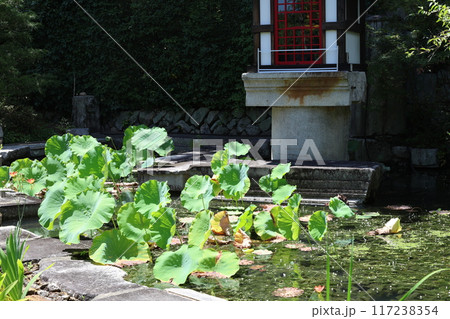 圓通寺 / 京都市左京区岩倉幡枝町 圓通寺 / 京都市左京区岩倉幡枝町 117238354