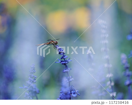ブルーサルビアの蜜を吸うトンボ 117238416