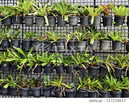 Potted plants hanging on a wall with various foliage and blooms 117238617