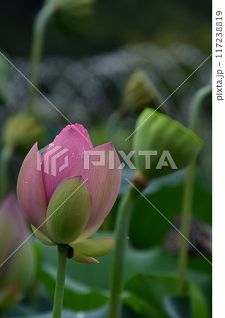蓮の蕾とつぼみ 117238819