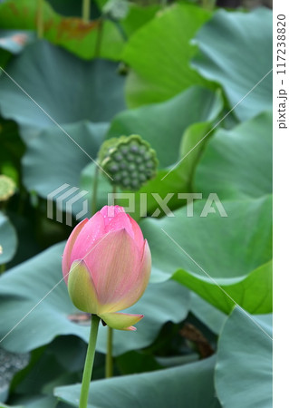 蓮の花とつぼみ 117238820