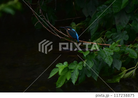 獲物を狙うカワセミ 117238875