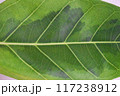 ゴムの木の葉っぱ 117238912