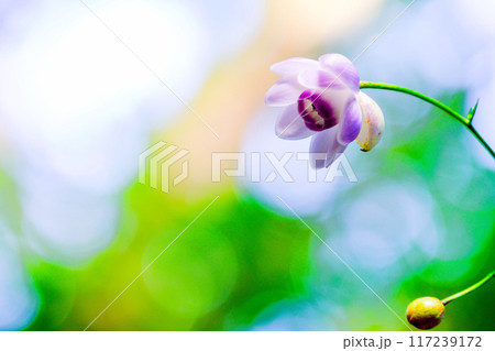 美しい花1 美しい花1 117239172
