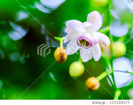 森に咲く 117239177