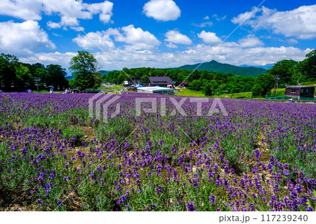 紫の草原と尼ヶ禿山 紫の草原と尼ヶ禿山 117239240