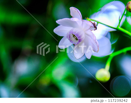 森のレンゲショウマ 森のレンゲショウマ 117239242