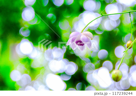 光に透けるレンゲショウマ 117239244