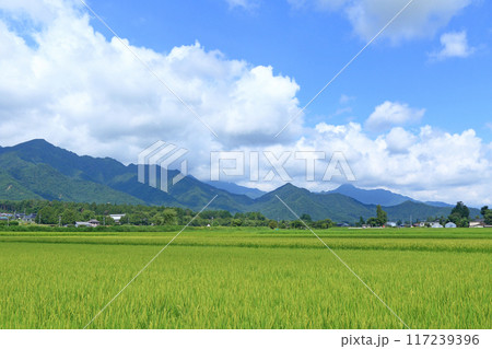 安曇野　夏の田園 117239396