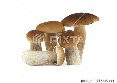 Fresh porcini mushrooms isolated on white background for culinary use 117239444
