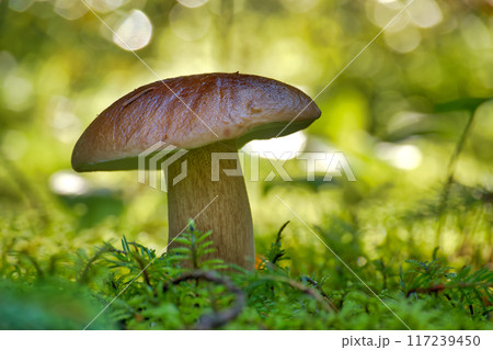 Wild cep mushroom growing in a green forest during daylight with beautiful bokeh background 117239450