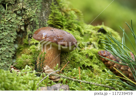 Pinewood king bolete mushroom growing in moss Pinewood king bolete mushroom growing in moss 117239459