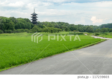 快晴の下で田舎の田んぼ道を散歩する 田んぼの真ん中に佇むアオサギ 快晴の下で田舎の田んぼ道を散歩する 田んぼの真ん中に佇むアオサギ 117239603