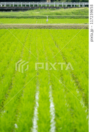 快晴の下で田舎の田んぼ道を散歩する 田んぼの真ん中に佇むアオサギ 快晴の下で田舎の田んぼ道を散歩する 田んぼの真ん中に佇むアオサギ 117239658