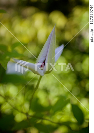 白色のクレマチス・カザグルマの蕾の隙間の蕊。花言葉は「精神の美」「旅人の喜び」「甘い束縛」。 117239744