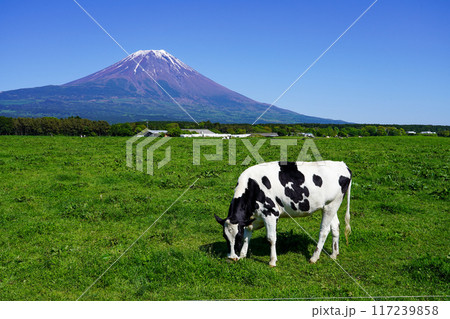 富士山と牧場の牛 富士山と牧場の牛 117239858