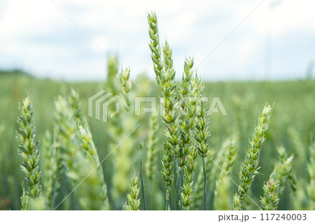 Close up of green wheat plants in field on cloudy day. 117240003