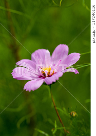 秋桜 117240116