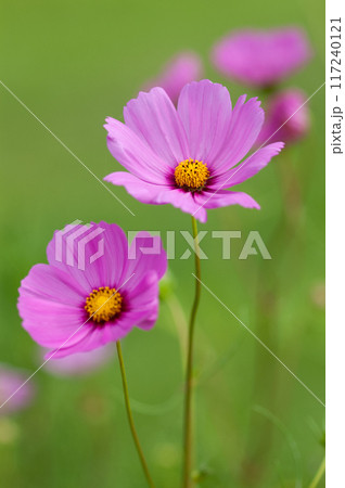 秋桜 秋桜 117240121