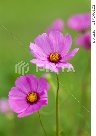 秋桜 117240122