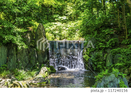 東京都　小石川後楽園　白糸の滝　初夏の新緑 117240156