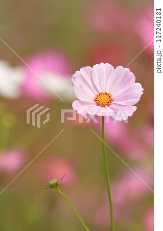 秋の日差しを浴びて輝くコスモス 秋の日差しを浴びて輝くコスモス 117240181