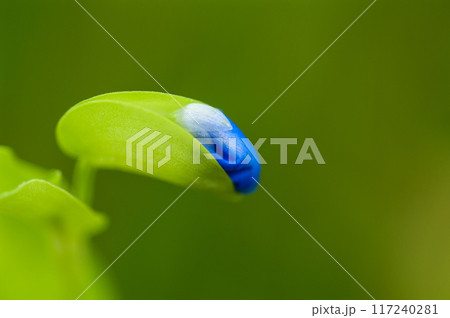 露草(つゆくさ)の蕾 117240281