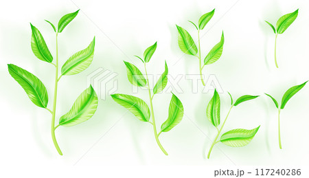 3d set of plant stem with green leaf. Seedling, sapling or sprout branch for design, advertising, organic agriculture, natural products isolated on background. Realistic render icons. 3D illustration 117240286