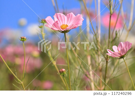 秋の青空に映えるコスモス 117240296